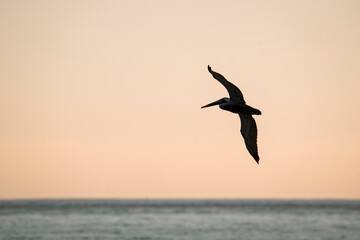 pelican birds hovering above the ocean pretty sunset golden hour avian costa rica