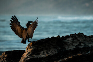 Heron bird landing wings at the coast pretty