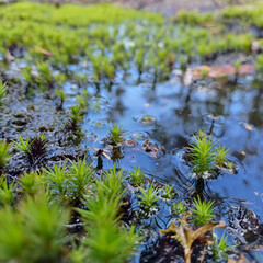 moss on the ground