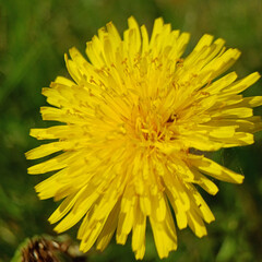 yellow dandelion flower