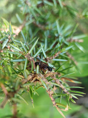 a small spider on a branch