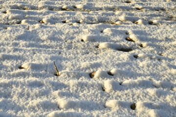Patates en train de pourrir dans la neige dans l'un des champs de pommes-de-terre à...