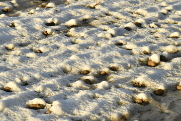 Patates en train de pourrir dans la neige dans l'un des champs de pommes-de-terre à Écaussinnes-d'Enghien (Hainaut) 