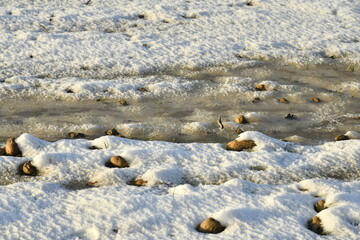 Patates en train de pourrir dans la neige dans l'un des champs de pommes-de-terre à Écaussinnes-d'Enghien (Hainaut) 