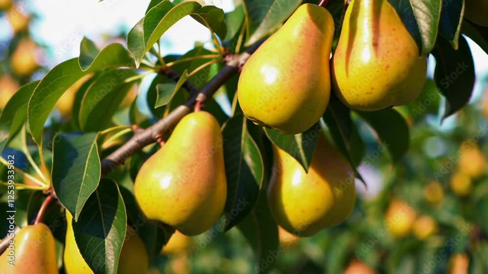 Poster Sunlit golden pears dangling from branch, gently swaying with soft illumination highlighting natural ripening process and organic agricultural beauty
