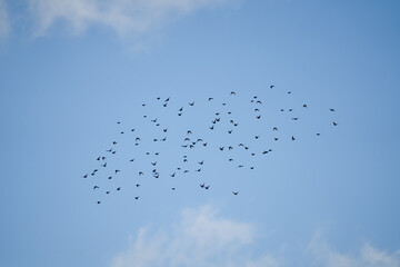 a large flock of winter starlings (Sturnus vulgaris) 
