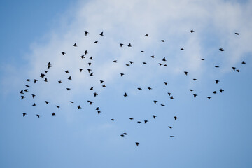 a large flock of winter starlings (Sturnus vulgaris) 