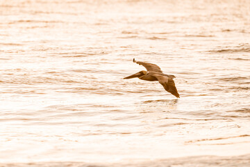 pelican birds hovering above the ocean pretty sunset golden hour avian costa rica