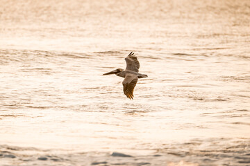 pelican birds hovering above the ocean pretty sunset golden hour avian costa rica