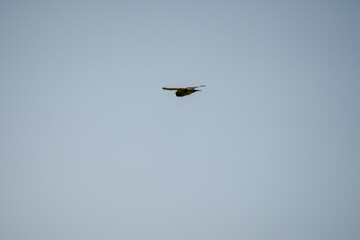 a wild Tawny Owl (Strix aluco) in flight