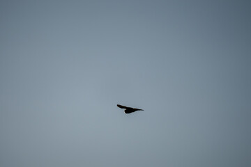 a wild Tawny Owl (Strix aluco) in flight