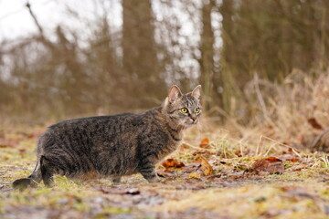 Portrait of a beautiful domestic cat. Felis silvestris catus. A european cat lurking on the meadow. 
