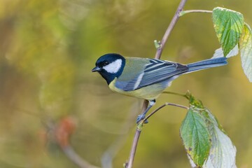 A great tit sits  on a bramble twig.  Parus major. A colorful titmouse in the nature habitat. 