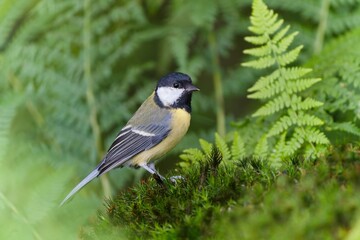 A great tit sits on the ground, Green ferns are in the background.   Parus major. A colorful titmouse in the nature habitat. 