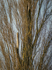  Kranker und beschädigter Baum im Winter