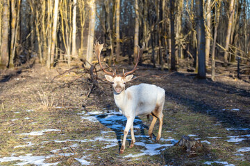 Naklejka premium White Fallow Deer albino (Dama dama) in a winter forest.
