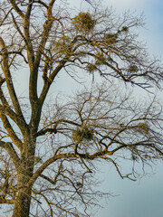 Misteln auf einem Baum im Winter
