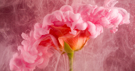 Ink mist. Art flower. Smooth color smoke puff flow on rose petal. Abstract nature defocused blur pink red orange cloud water background.