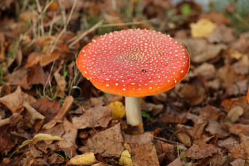 The fly agaric (Amanita muscaria) as a well-known but also poisonous mushroom red with white dots