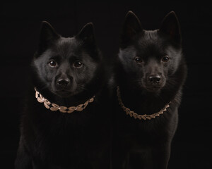 portrait of two black dogs