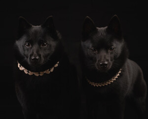 two black dogs on black background