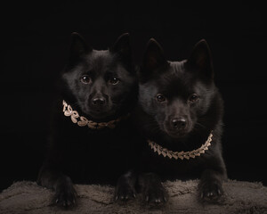Two black dog on black background