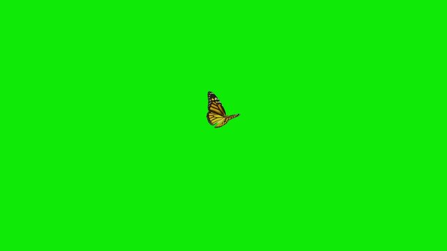 American Monarch Butterfly - Flying In and Out with Short Landing and Seating - Green Screen - Realistic naturalistic 3D animation isolated on chroma key background