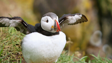 Puffin beautiful endemic northern bird in Iceland