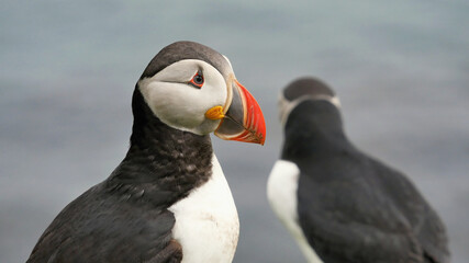 Puffin beautiful endemic northern bird in Iceland