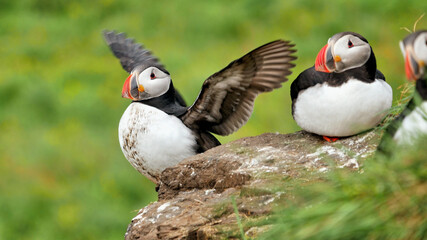 Puffin beautiful northern bird in Iceland