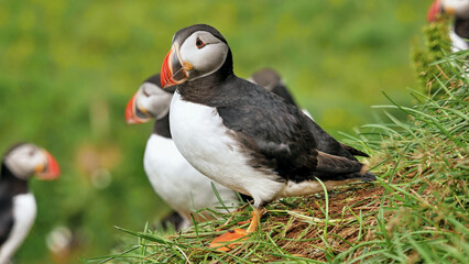 Puffin beautiful northern bird in Iceland