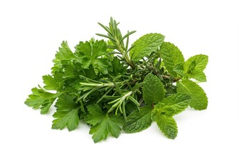 Obraz premium A mix of fresh green herbs including parsley, mint, rosemary and thyme isolated on white background