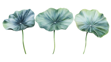 Three teal watercolor lotus leaves isolated transparent background botanical illustration