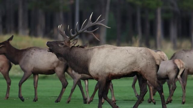 Bull elk bugling during the rut in Banff National Park, Canada. 