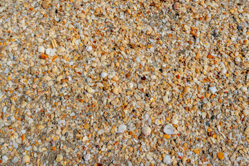 seashells on beach