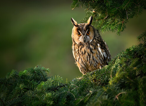 Long eared owl ( Asio otus ) close up