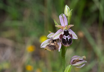 Photos of wildflowers, various bee orchids.