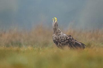 White tailed eagle ( Haliaeetus albicilla)