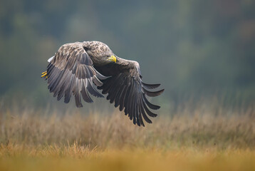 White tailed eagle ( Haliaeetus albicilla)