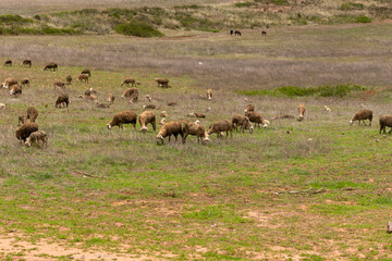 Sheep grazing freely on a green plain