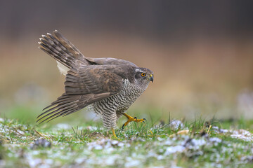 Northern goshwak adult bird ( Accipiter gentillis )