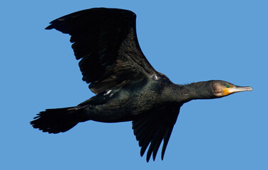 Grand Cormoran en vol