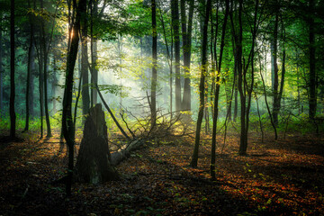 Obraz premium Beautiful sunny morning in green forest