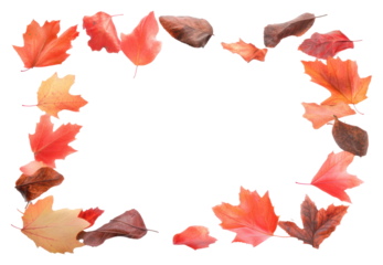 Autumn leaves on white background