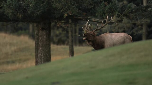 Bull elk bugling during the rut in Banff National Park, Canada. 