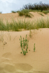 Sand dunes in Is Arenas, Torre dei Corsari. Costa Verde Oristano, Sardinia. Iralia