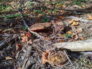 Boletus erythropus mushrooms in autumn mixed forest
