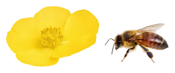 Yellow flower with honeybee, transparent bg