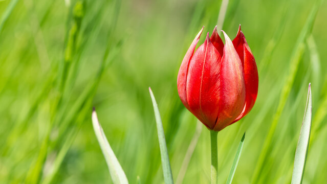 Images of wild plants and flowers. red wild tulip photos.