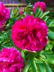 Pink Peony Flowers In English Country Garden